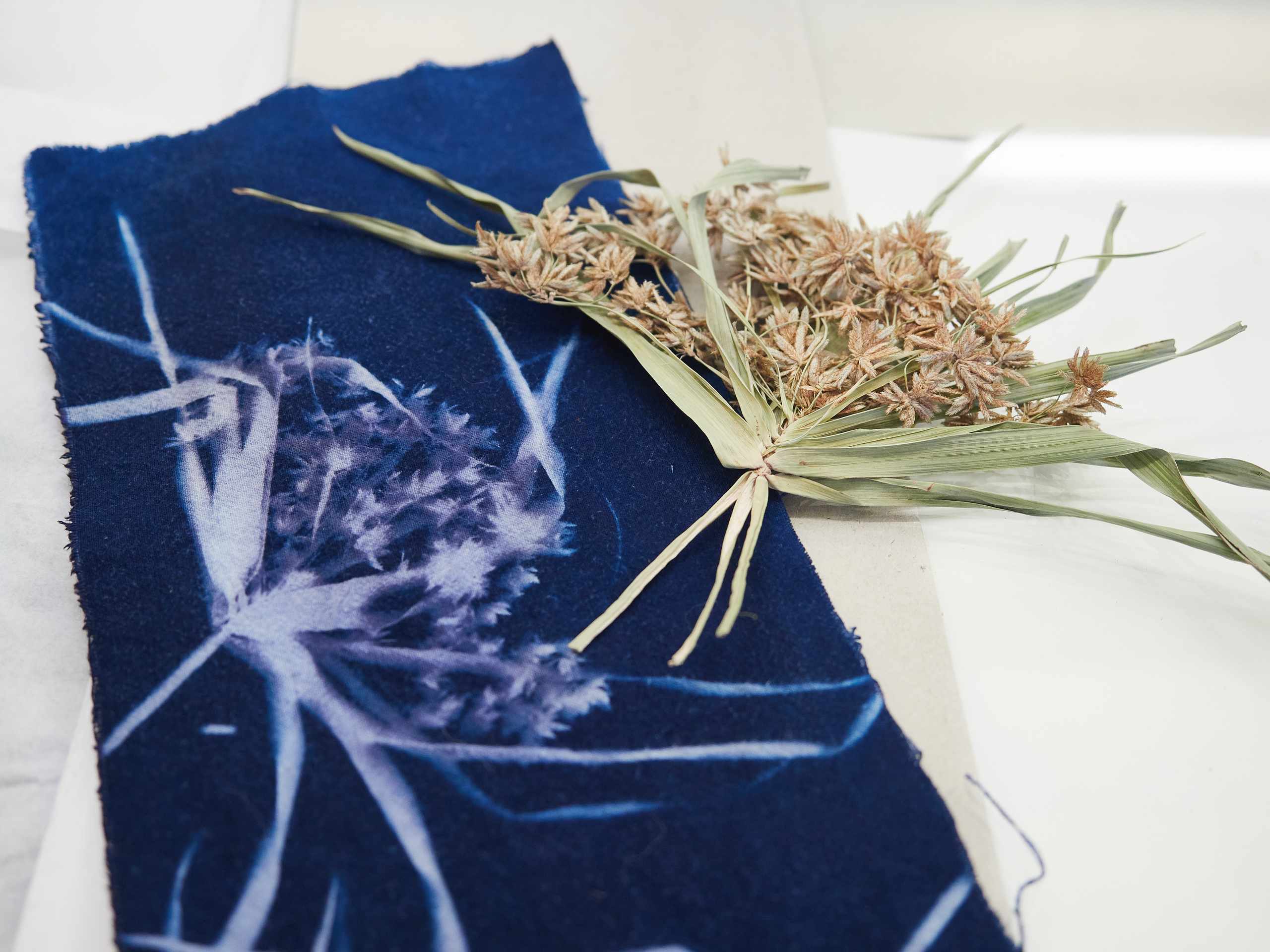 Botanical cyanotype with dried grasses on white paper