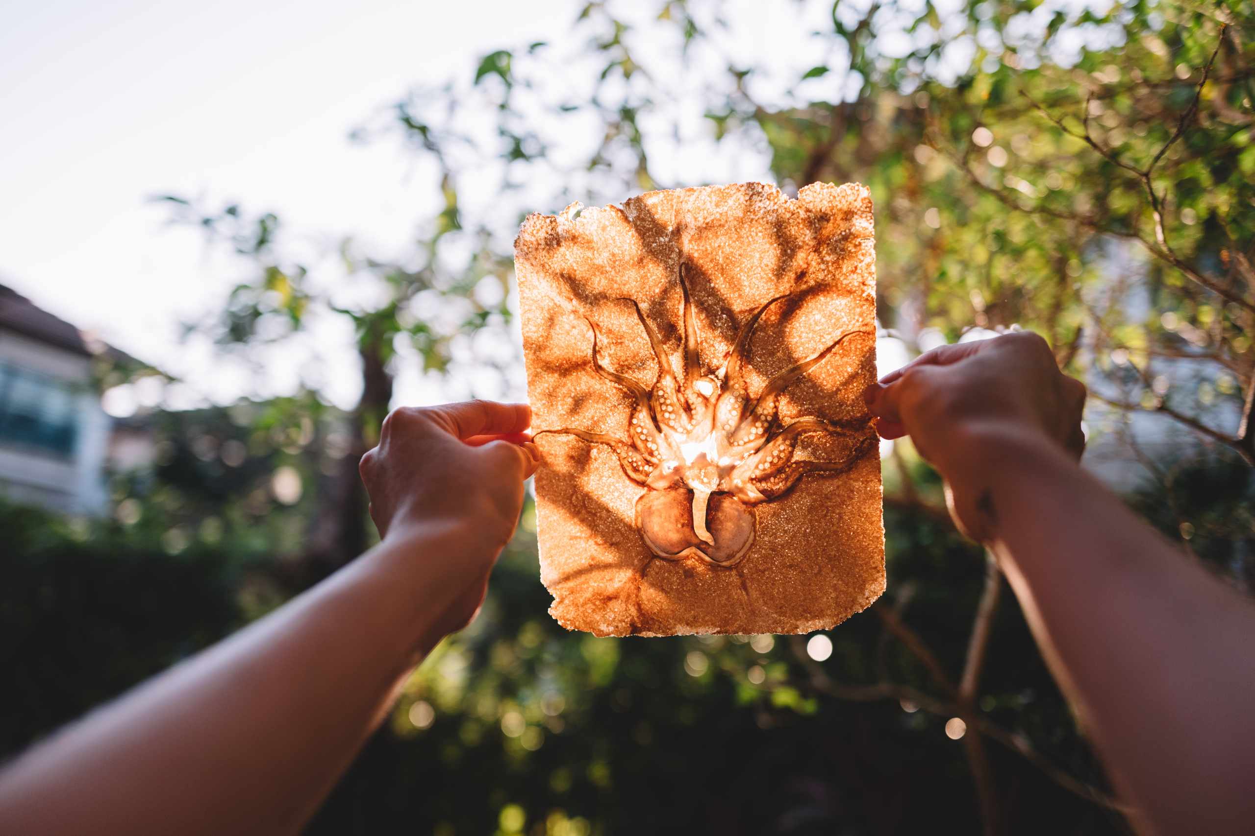 Translucent organic study held against sunlight